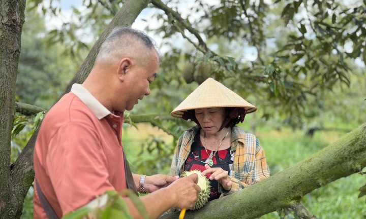Cơn lao dốc của ‘vua trái cây’: Thương lái bỏ cọc, nhà vườn ôm nợ