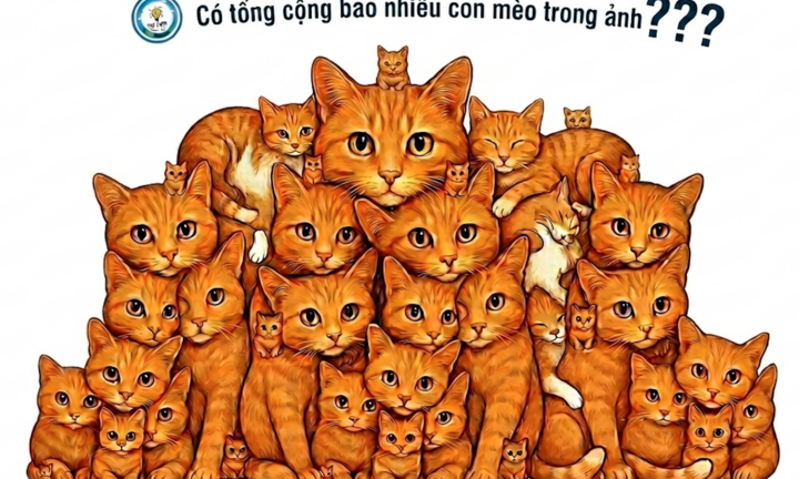 Có bao nhiêu con mèo trong bức ảnh 'hoa mắt' này?