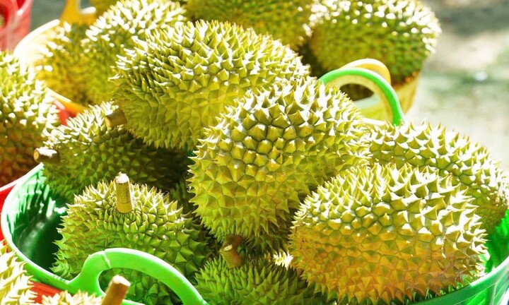 Sầu riêng rớt giá: Lối ra nào cho 'vua' trái cây?