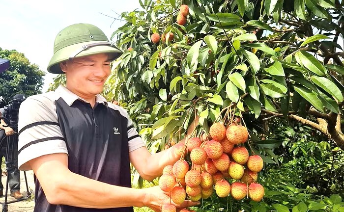 Vải Bắc Ninh mất mùa, 1 vườn vải u trứng vẫn bán giá kỷ lục