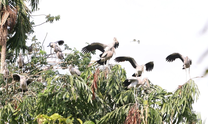 Vụ chủ vườn chim Hai Chìa cầu cứu: Địa phương vào cuộc, tìm phương án bảo vệ