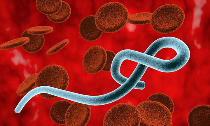 Chưa có vaccine chủng Ebola mới, Bộ Y tế khẩn cấp lên phương án ứng phó