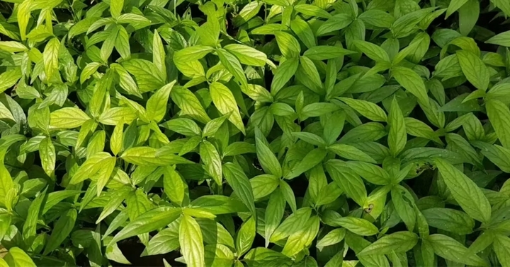 Tác dụng của cây xương khỉ