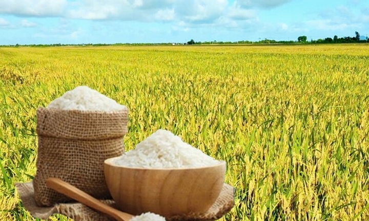 Giá lúa gạo hôm nay 29/5/2026: Trong nước ổn định, neo ở mức cao