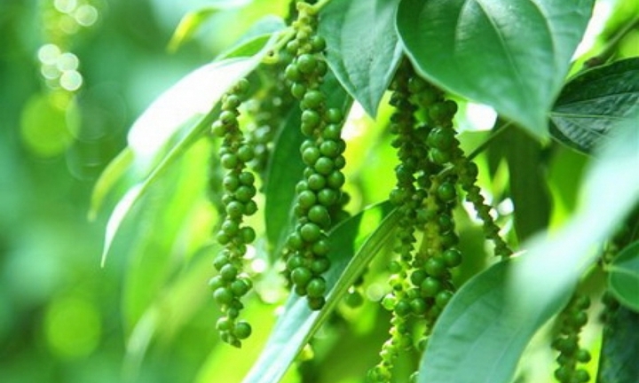 Giá tiêu hôm nay 2/6/2026: Đồng loạt giảm sâu