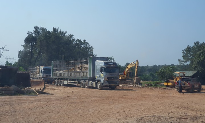 Trạm cân thu mua keo tràm ‘lậu’ lộng hành ở miền Trung