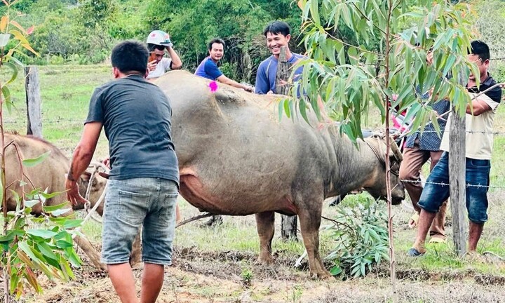 Trâu ‘điên’ húc người ở Đắk Lắk, 4 nạn nhân nhập viện
