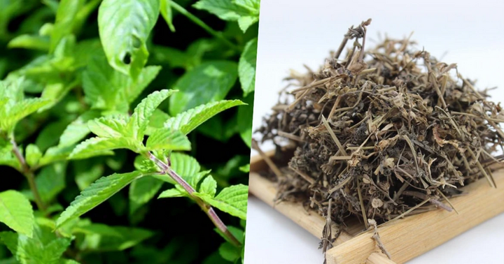 Cây thạch đen có tác dụng gì? 