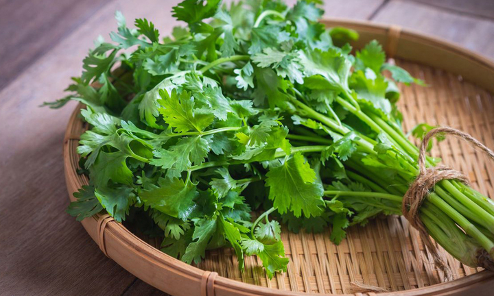 Những bài thuốc từ cây ngò rí