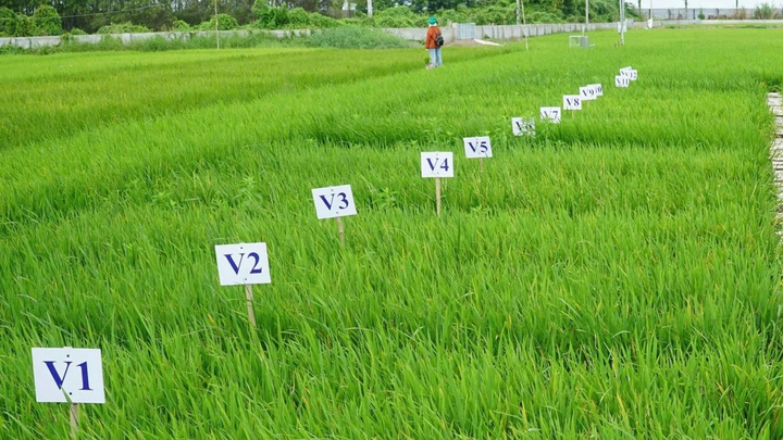 17 giống lúa Việt gửi sang Triều Tiên tạo nên mùa màng bội thu đặc biệt thế nào?