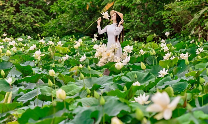 Đầm Bạch Liên hiếm gặp cách trung tâm Hà Nội 20km vào mùa đẹp nhất năm