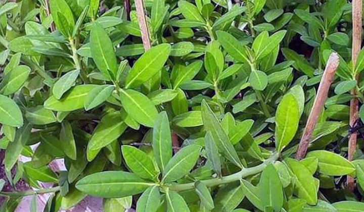 Tác dụng của cây thạch anh với sức khỏe