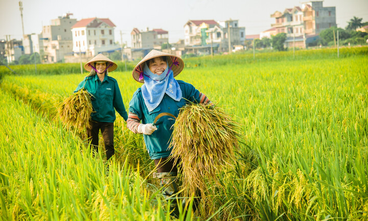 Giá lúa gạo hôm nay 23/6: Trong nước đi ngang, xuất khẩu vẫn ở mức cao