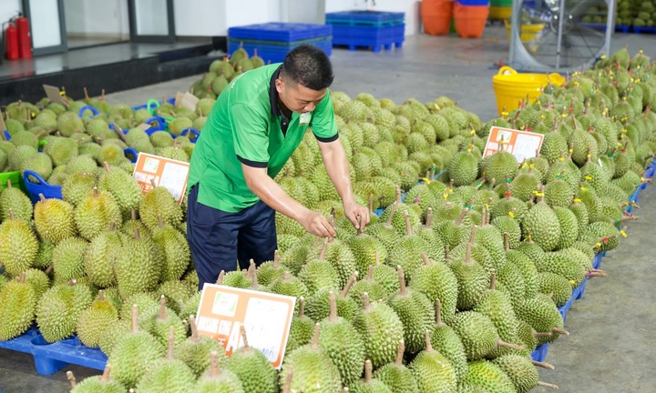 Eliminar els colls d'ampolla de la inspecció és crucial per mantenir el mercat multimilionari del durian vietnamita.
