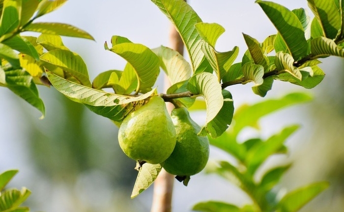 Uống nước lá ổi thay thuốc, người đàn ông Hà Nội có đường huyết tăng gấp đôi