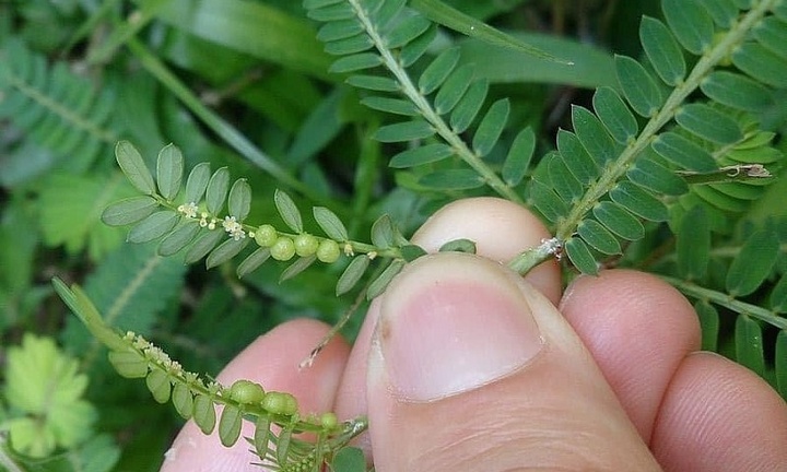 Vì sao gọi là cây chó đẻ?