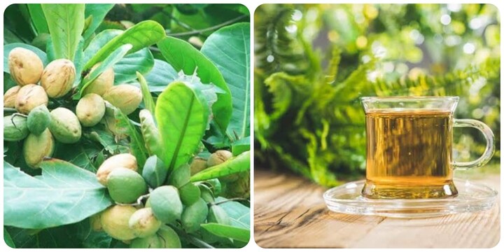 Lá bàng có tác dụng gì?