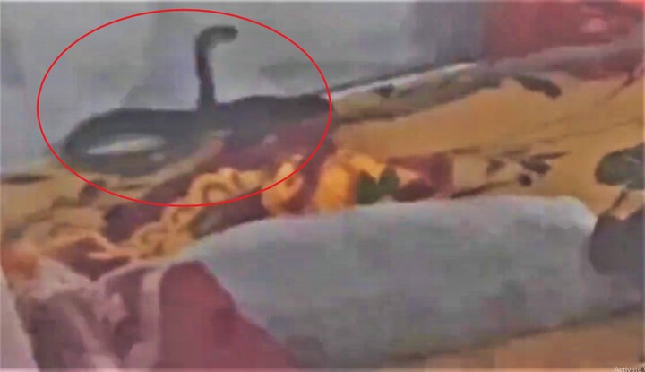 Hốt hoảng sờ trúng con rắn dài hơn 1m trên giường ngủ lúc nửa đêm