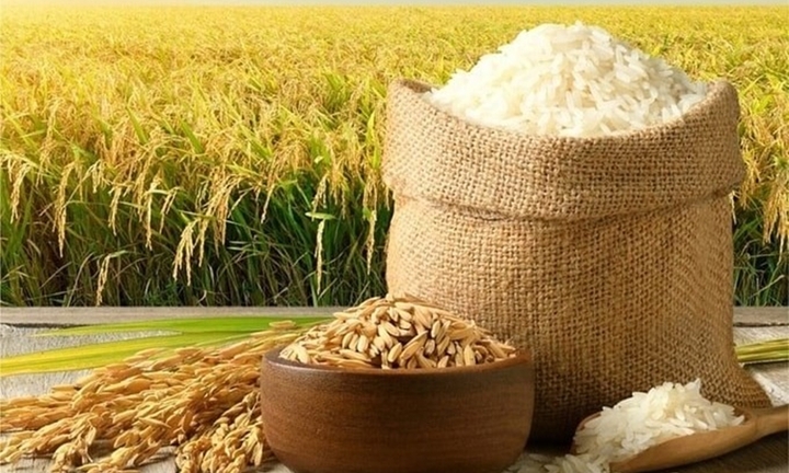 Giá lúa gạo hôm nay 8/7/2026: Lúa tươi tăng, gạo nhích nhẹ