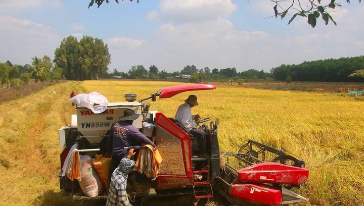 Giá lúa gạo hôm nay 9/7/2026: Trong nước ổn định, xuất khẩu trái chiều