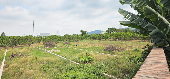 Quảng Ninh: 317 hồ sơ chuyển từ đất nông nghiệp sang đất ở, phường giải trình thế nào?