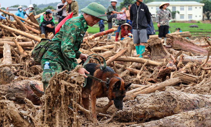 'Chiến binh 4 chân' từng tìm kiếm người ở Làng Nủ, nay vào Mường Than cứu nạn