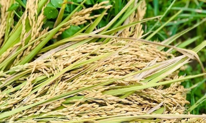Giá lúa gạo hôm nay 21/7: Gạo nguyên liệu xuất khẩu CL 555 tăng, lúa ổn định