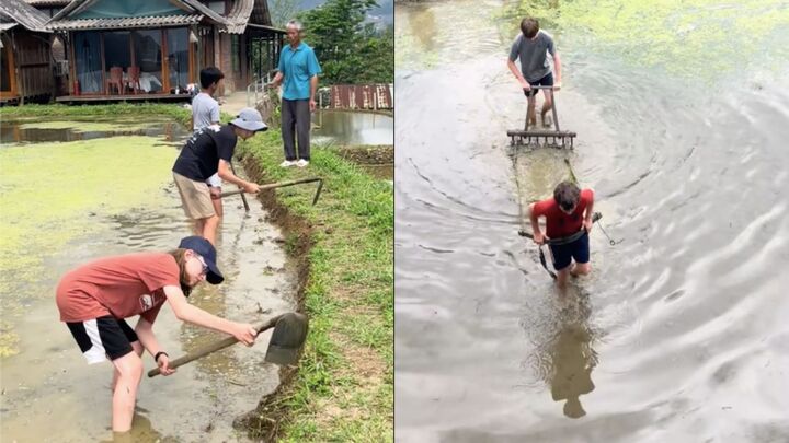 Cảnh khách Tây 'kéo bừa thay trâu' trên ruộng bậc thang ở Lào Cai gây sốt