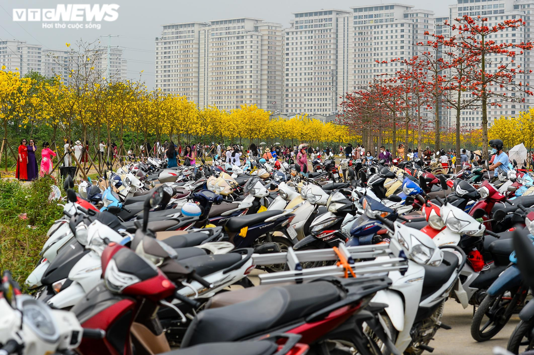 Biển người kéo về đường hoa phong linh vàng rực ở Hà Nội, bãi xe 'thất thủ' - 3