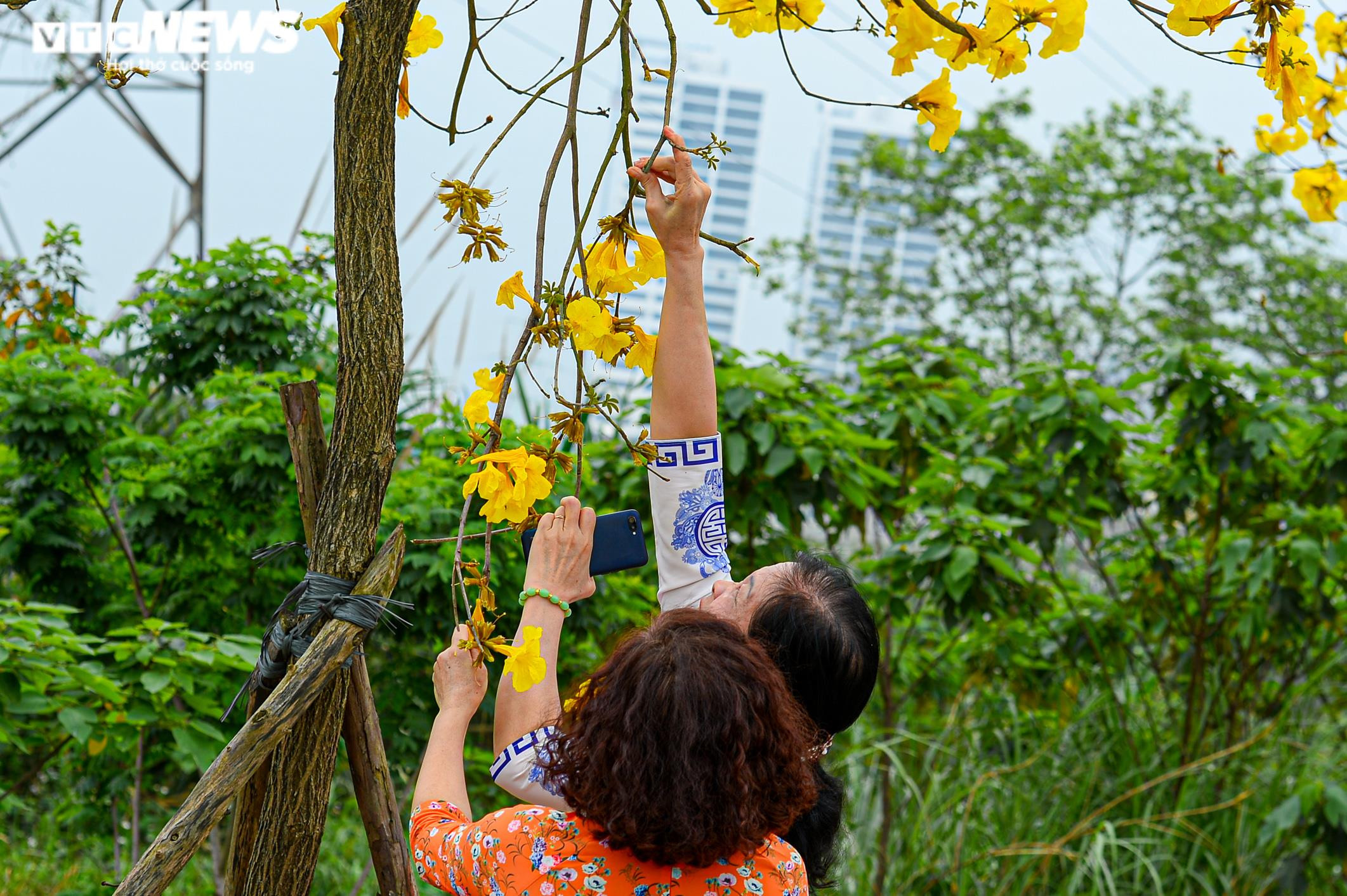 Biển người kéo về đường hoa phong linh vàng rực ở Hà Nội, bãi xe 'thất thủ' - 9