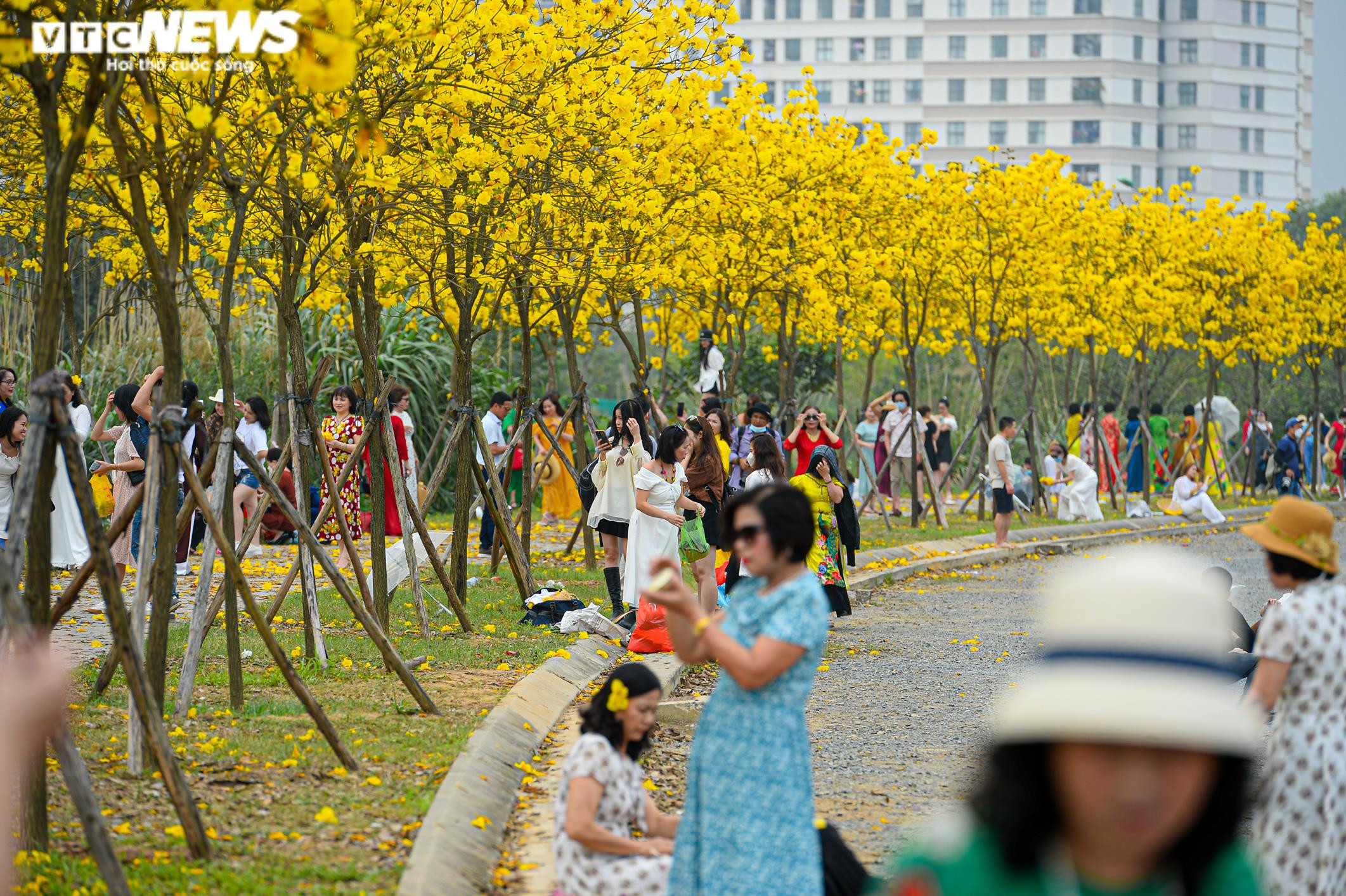 Biển người kéo về đường hoa phong linh vàng rực ở Hà Nội, bãi xe 'thất thủ' - 11