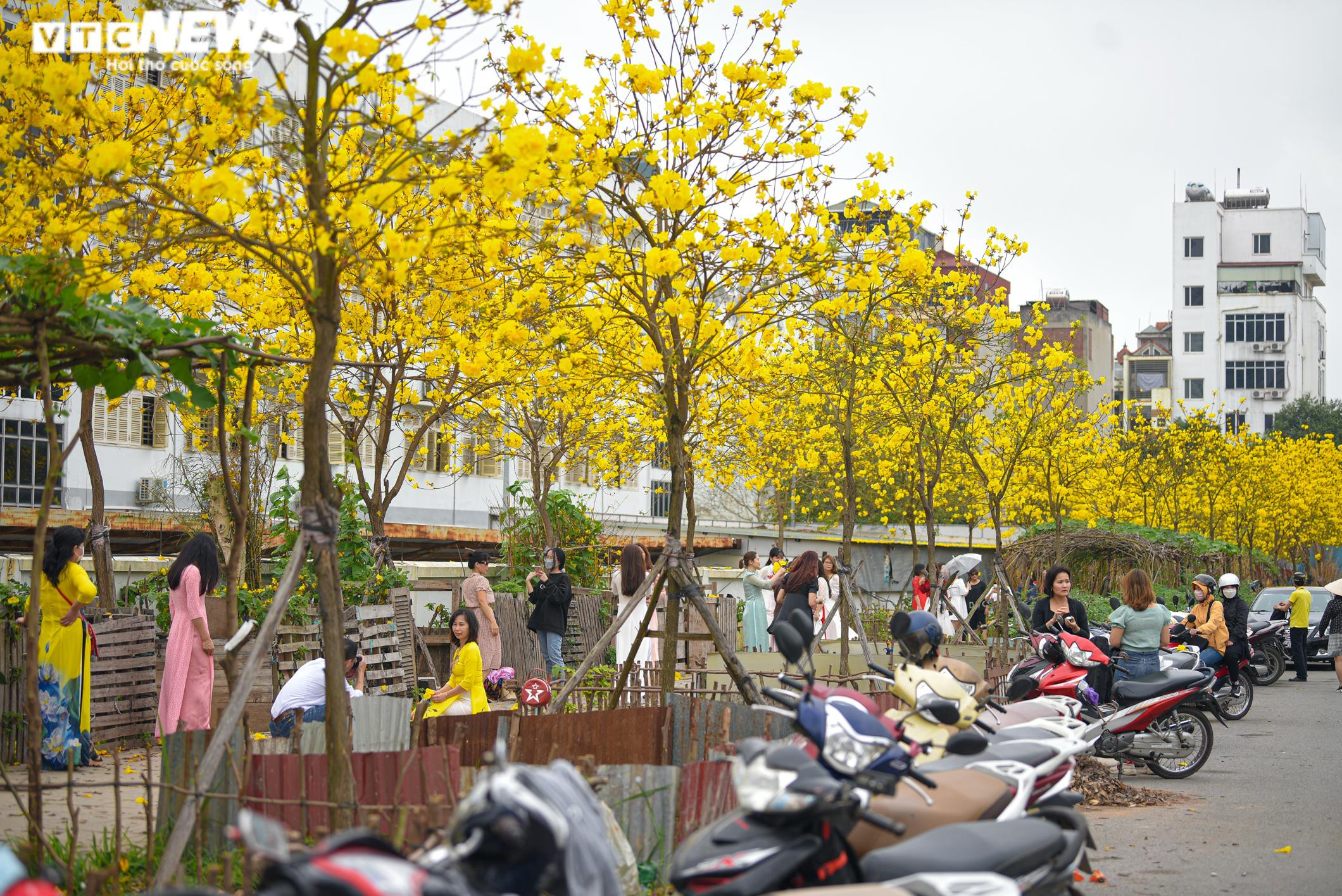 Ảnh: Phát hiện đường hoa phong linh mới, người Hà Nội lại kéo đến check-in - 9