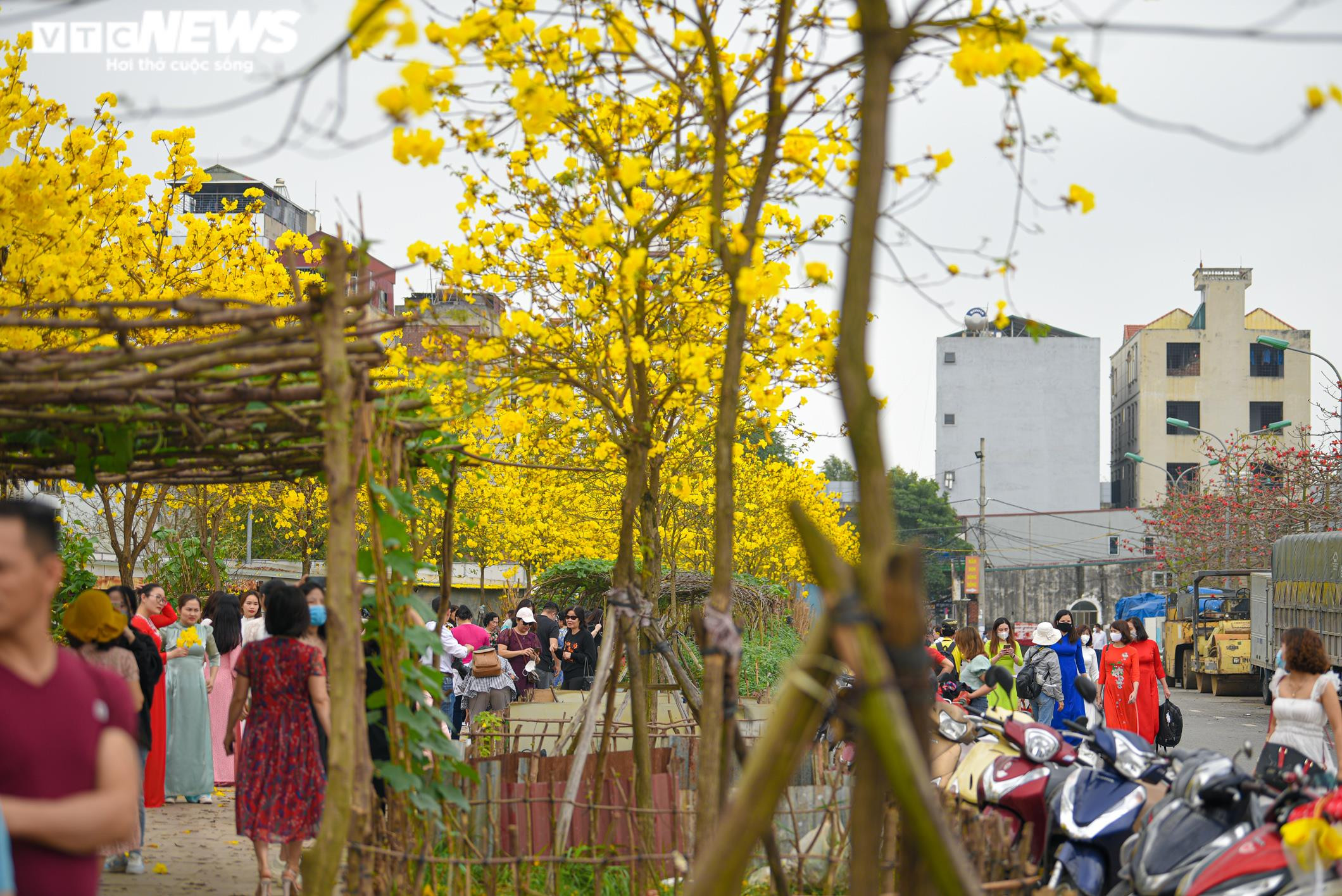 Ảnh: Phát hiện đường hoa phong linh mới, người Hà Nội lại kéo đến check-in - 4