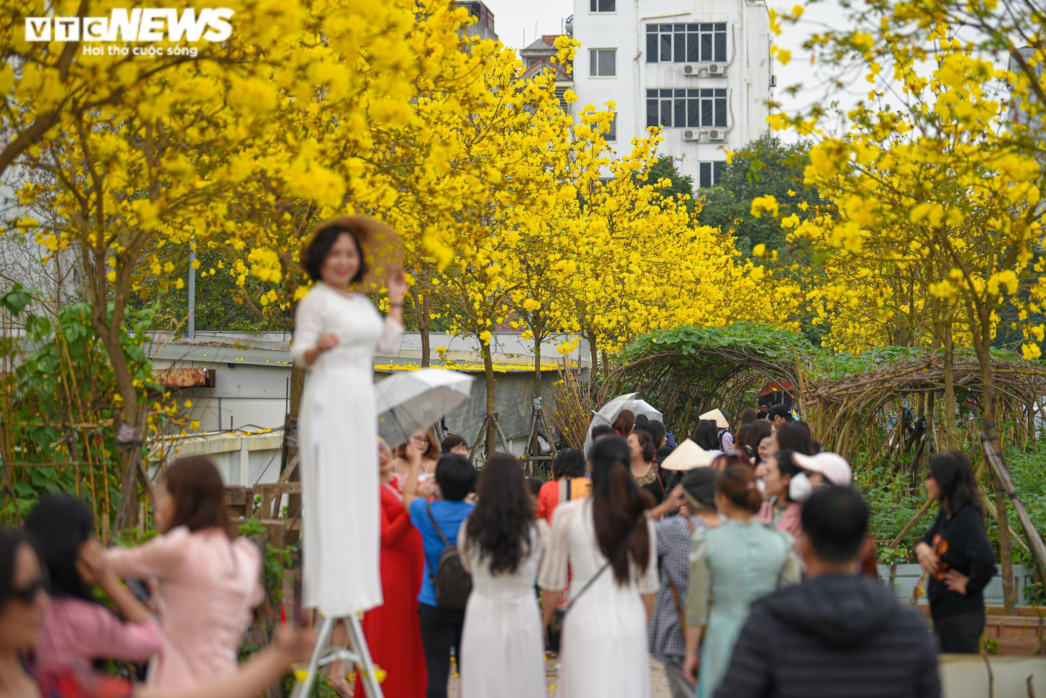 Ảnh: Phát hiện đường hoa phong linh mới, người Hà Nội lại kéo đến check-in - 3