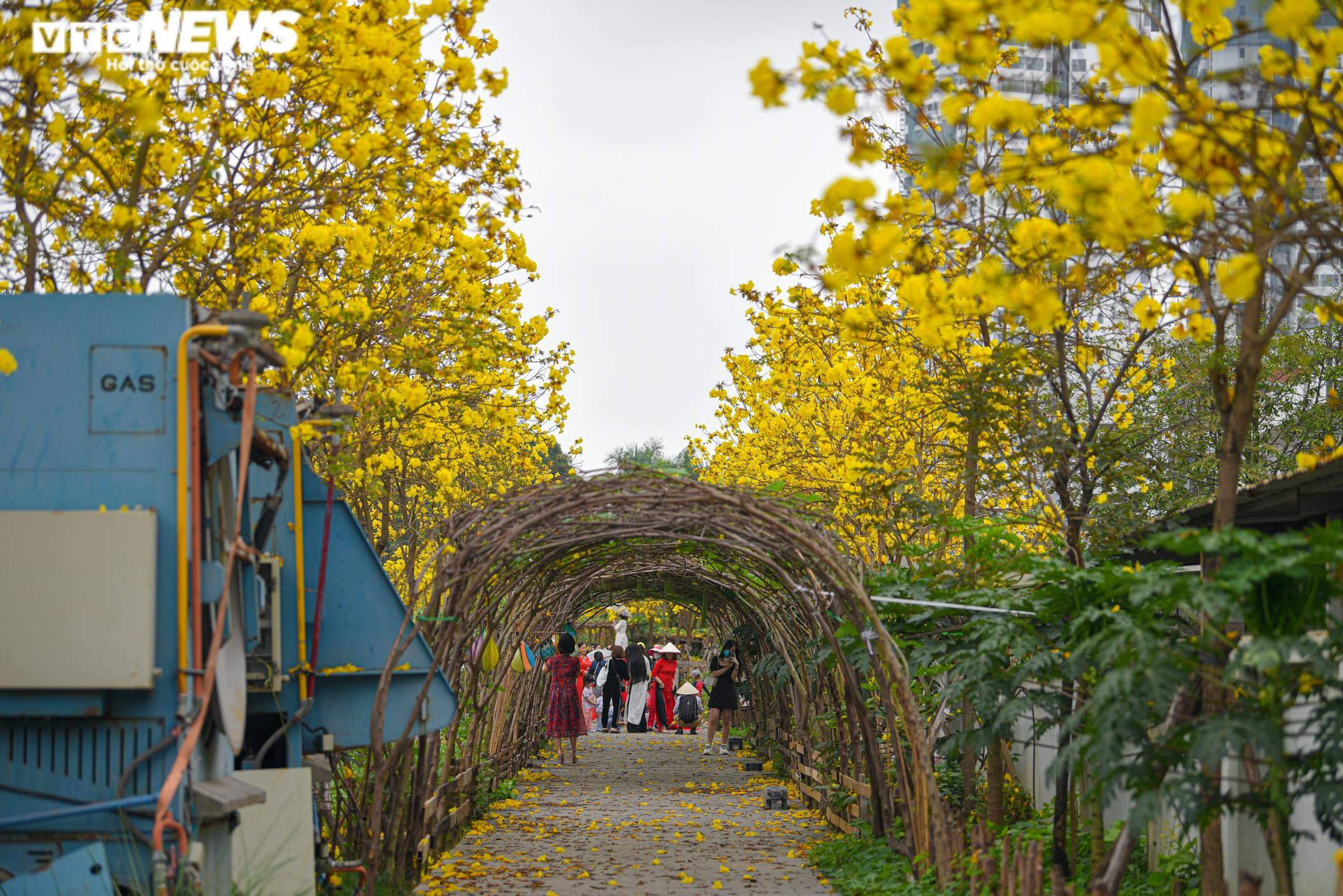Ảnh: Phát hiện đường hoa phong linh mới, người Hà Nội lại kéo đến check-in - 10