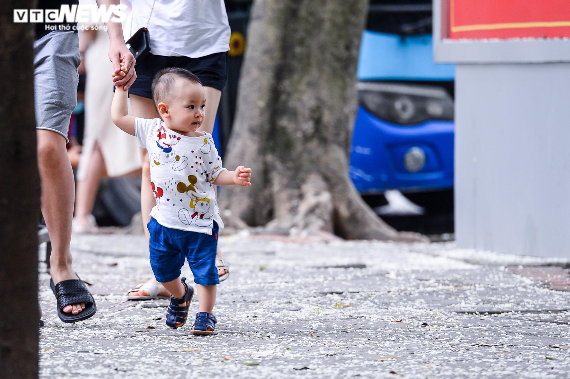 Sau hoa phong linh, người Hà Nội rủ nhau check-in cùng hoa sưa nở trắng trời - 8
