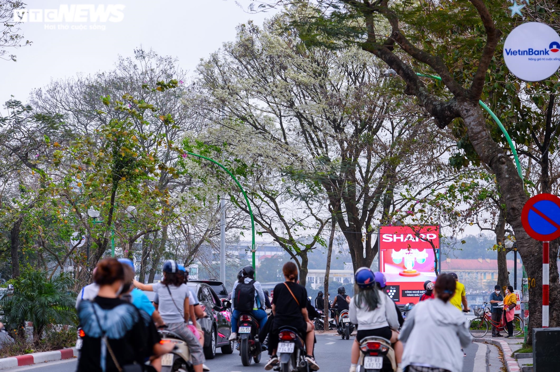 Sau hoa phong linh, người Hà Nội rủ nhau check-in cùng hoa sưa nở trắng trời - 12