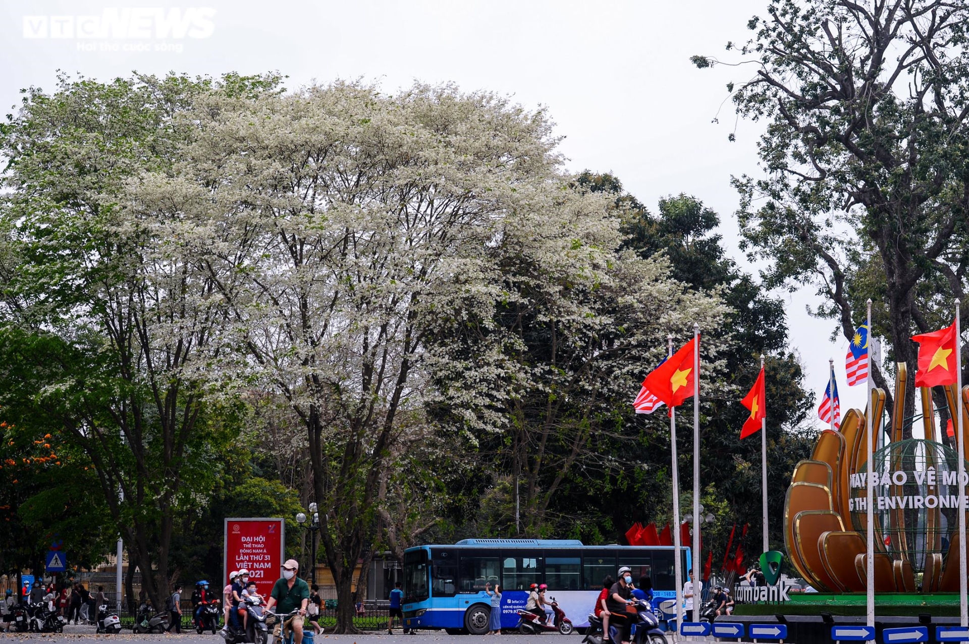 Sau hoa phong linh, người Hà Nội rủ nhau check-in cùng hoa sưa nở trắng trời - 1