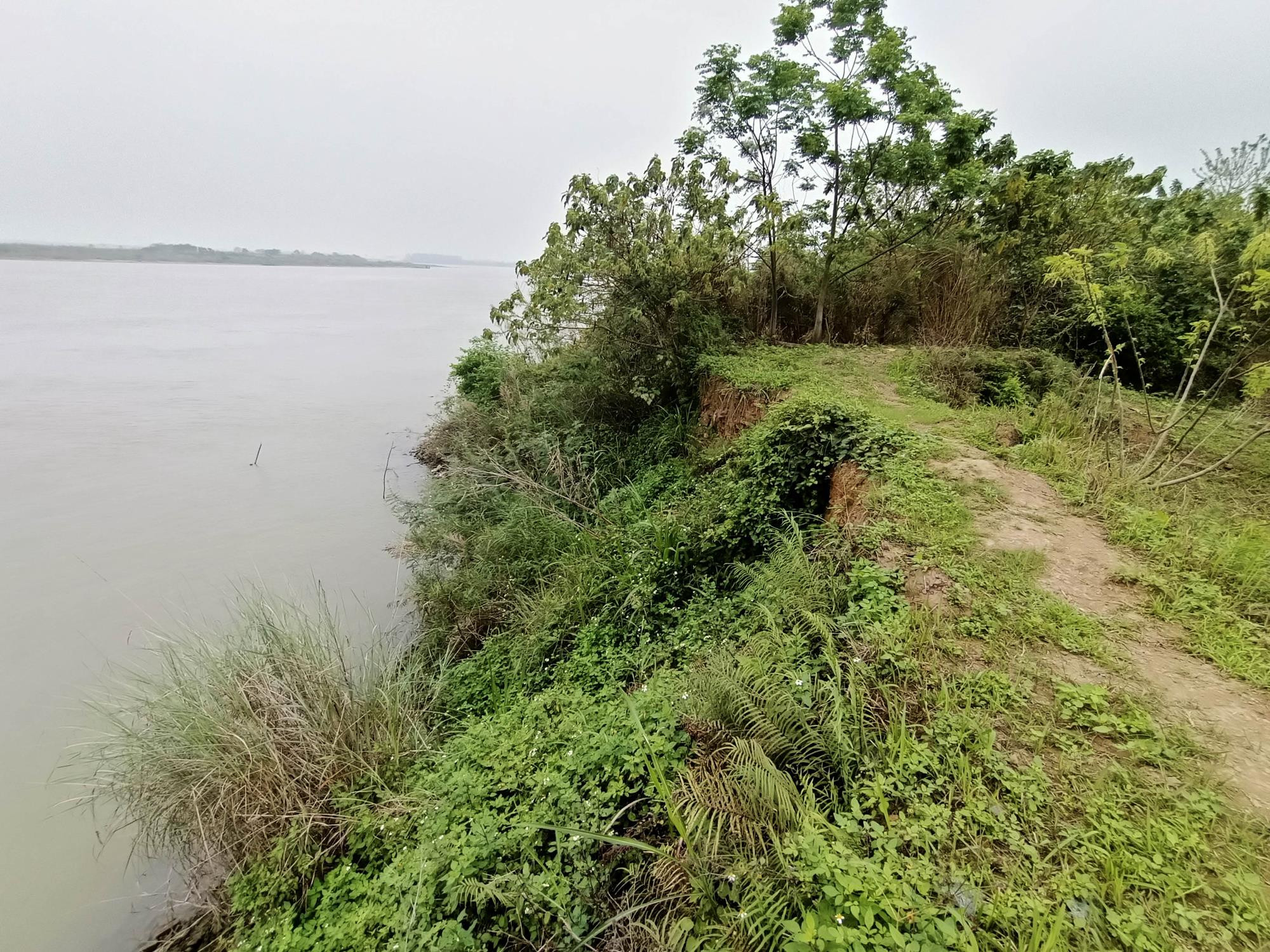 Sông Hồng đang chết dần - 6