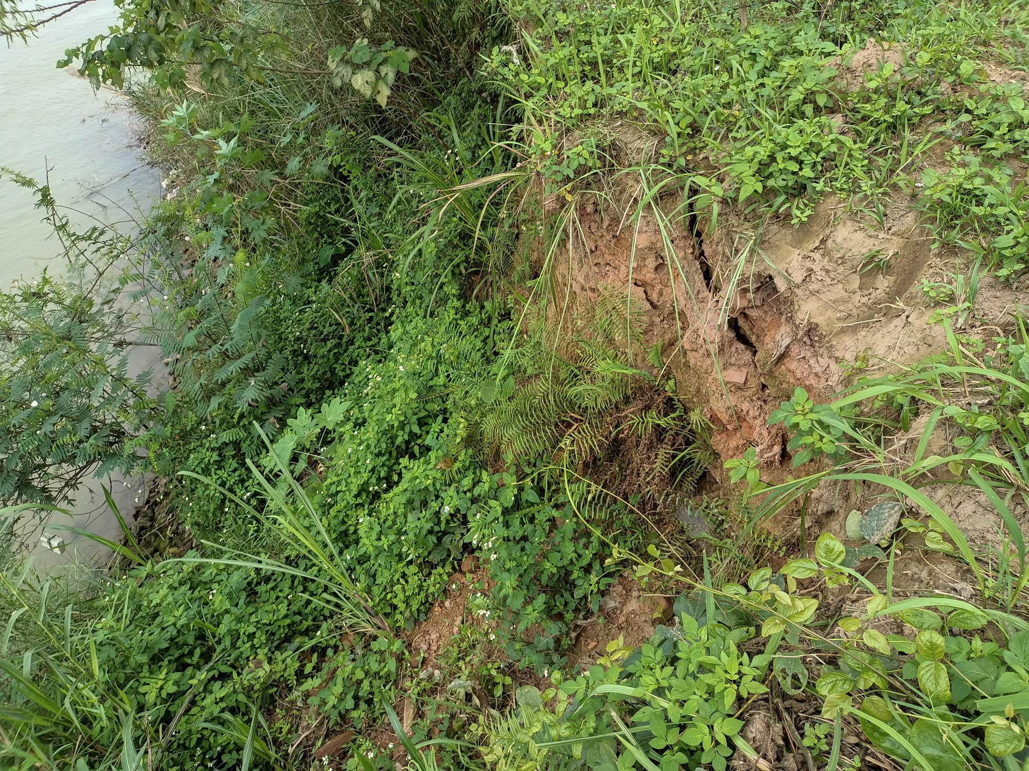 Sông Hồng đang chết dần - 7