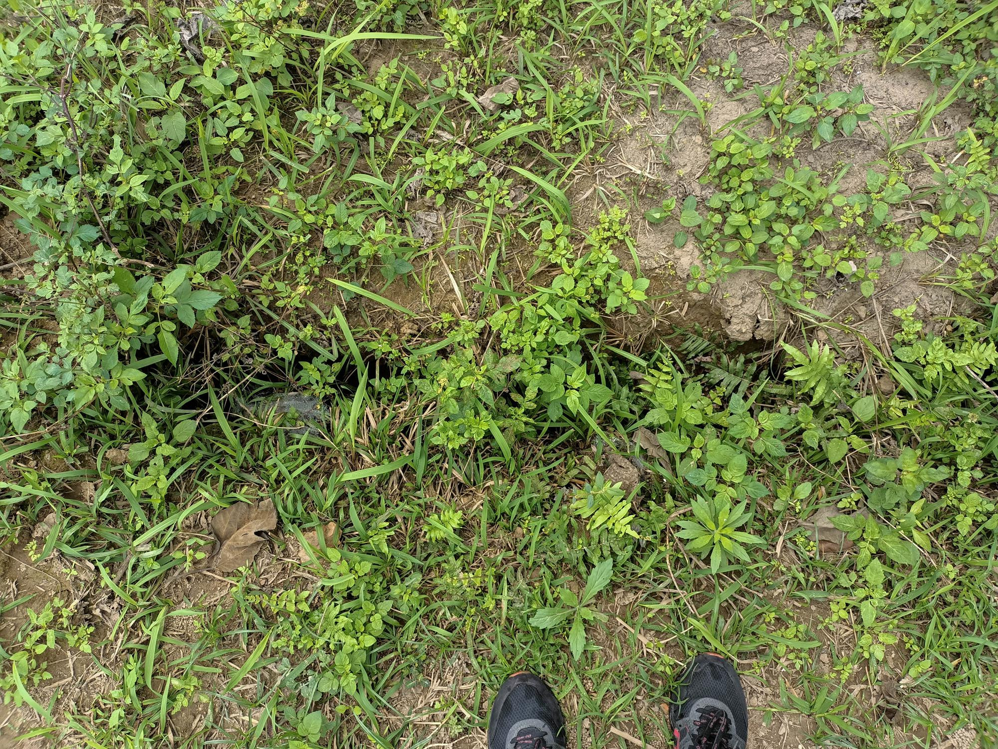 Sông Hồng đang chết dần - 8