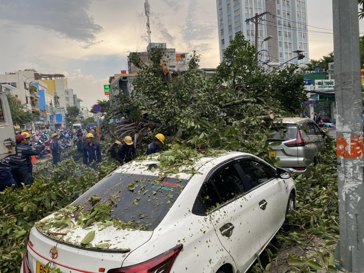 Ảnh: Cây đa cổ thụ ở TP.HCM bật gốc, đè 2 ô tô và quán ăn - 3
