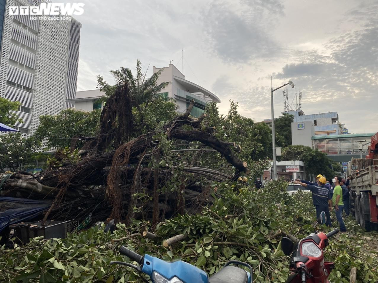 Ảnh: Cây đa cổ thụ ở TP.HCM bật gốc, đè 2 ô tô và quán ăn - 4