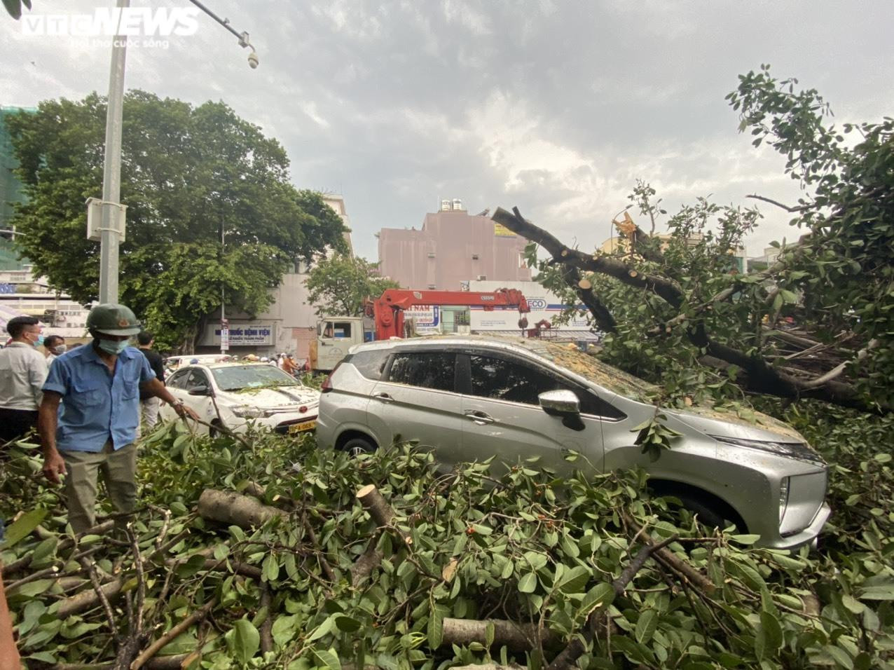 Ảnh: Cây đa cổ thụ ở TP.HCM bật gốc, đè 2 ô tô và quán ăn - 8
