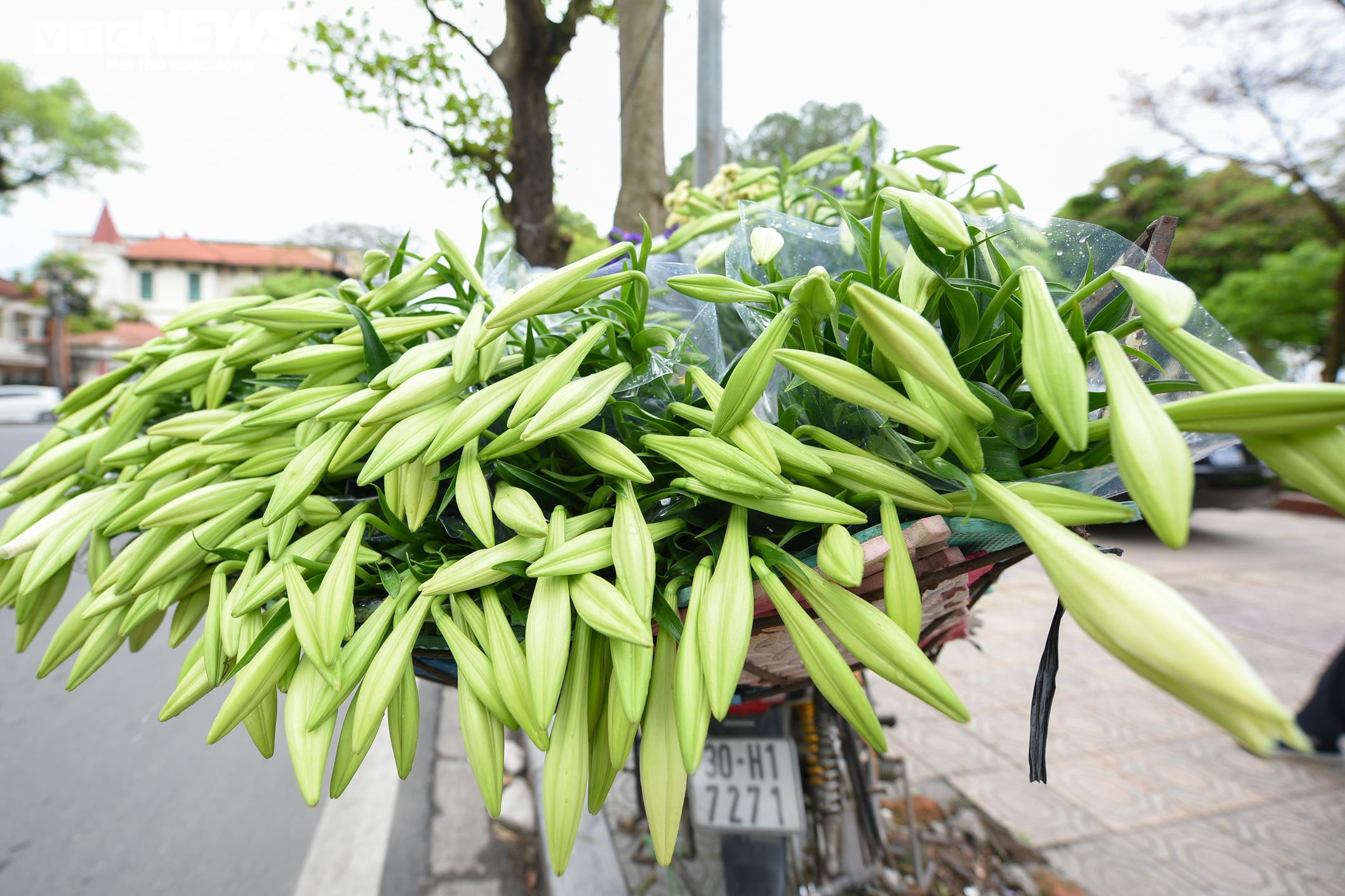 Ảnh: Hoa loa kèn khoe sắc khắp phố phường Hà Nội - 6