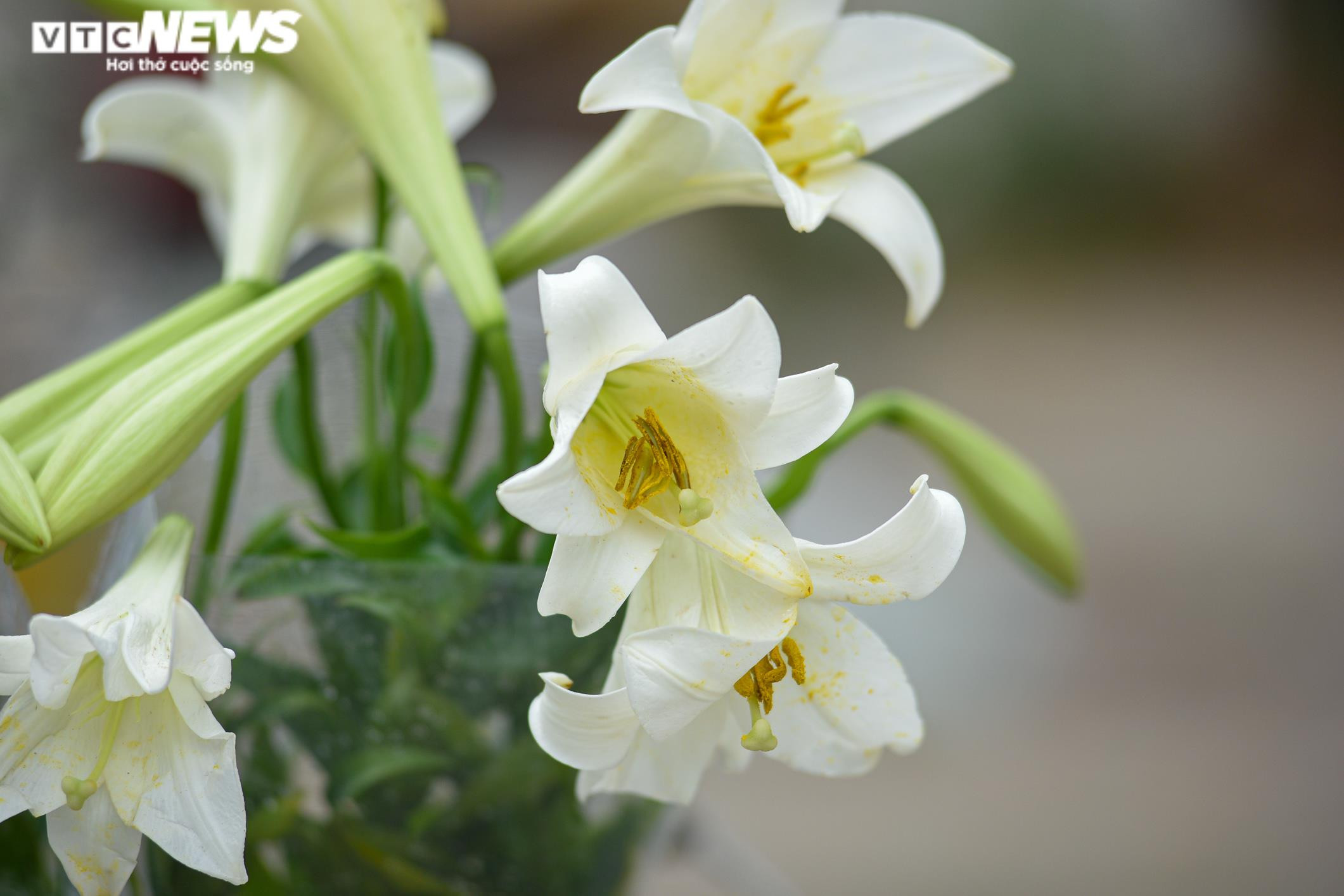 Ảnh: Hoa loa kèn khoe sắc khắp phố phường Hà Nội - 5