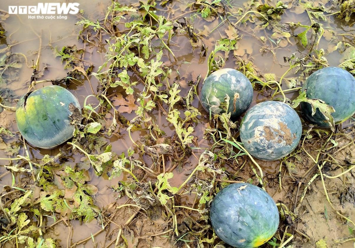 Ảnh: Mưa lũ nhấn chìm ruộng dưa hấu, nông dân Quảng Nam lâm cảnh trắng tay - 8