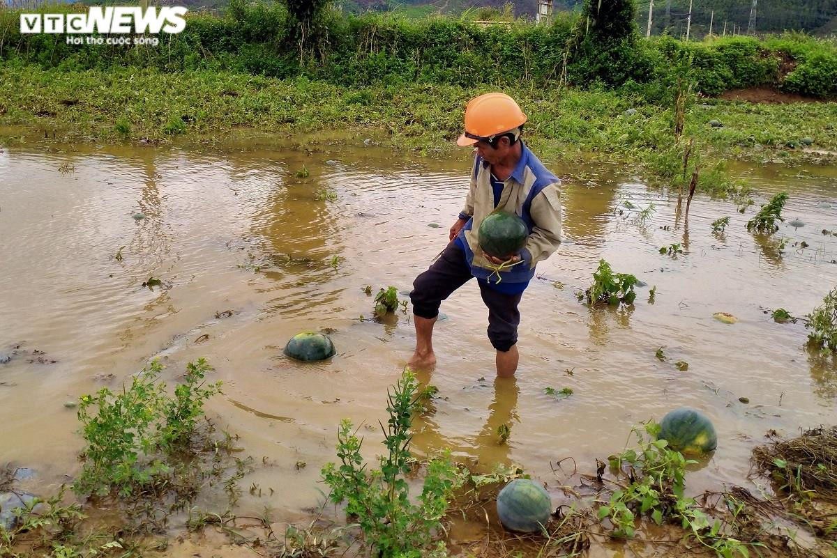Ảnh: Mưa lũ nhấn chìm ruộng dưa hấu, nông dân Quảng Nam lâm cảnh trắng tay - 7