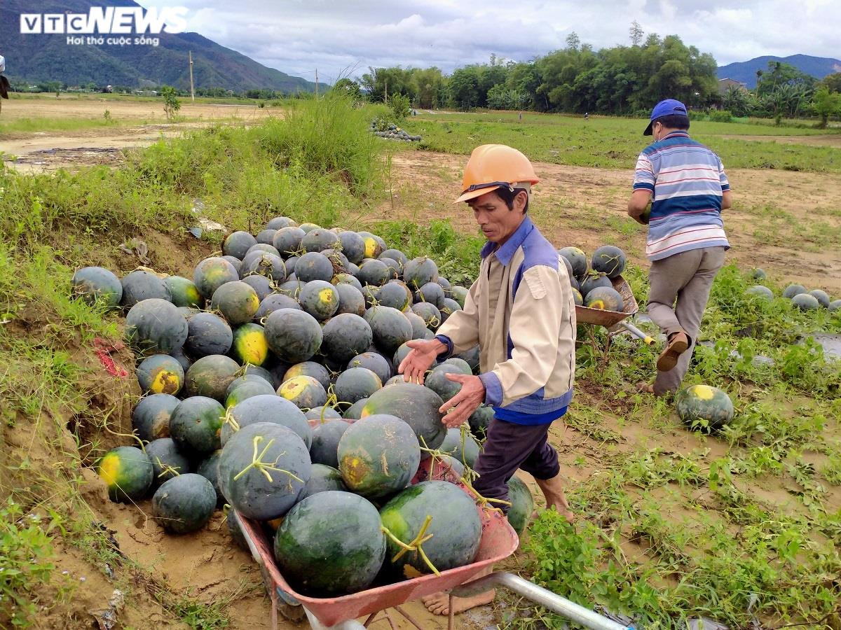 Ảnh: Mưa lũ nhấn chìm ruộng dưa hấu, nông dân Quảng Nam lâm cảnh trắng tay - 6
