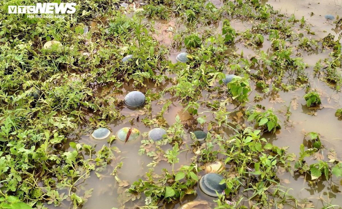 Ảnh: Mưa lũ nhấn chìm ruộng dưa hấu, nông dân Quảng Nam lâm cảnh trắng tay - 2